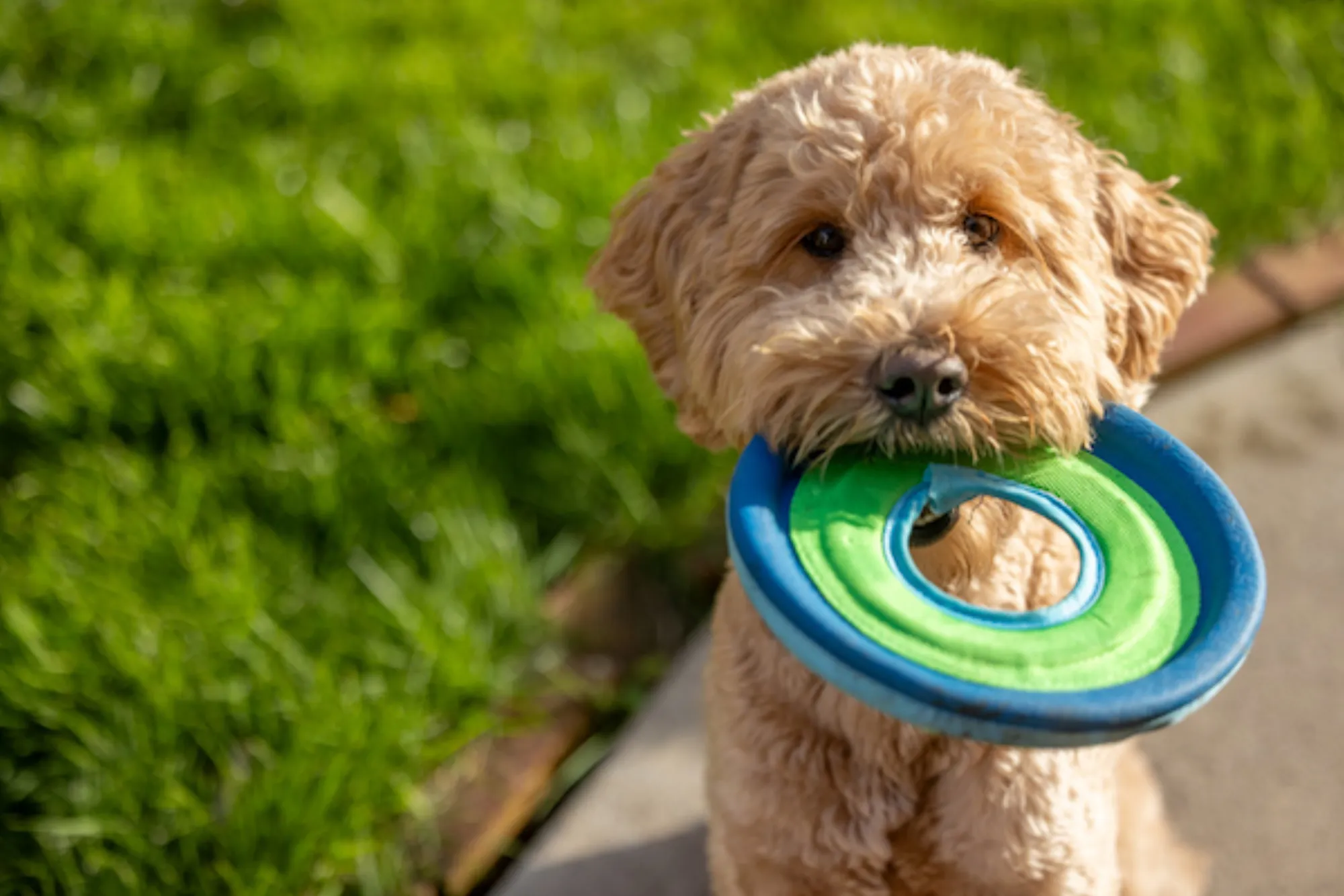 Redondo Beach Dog Park